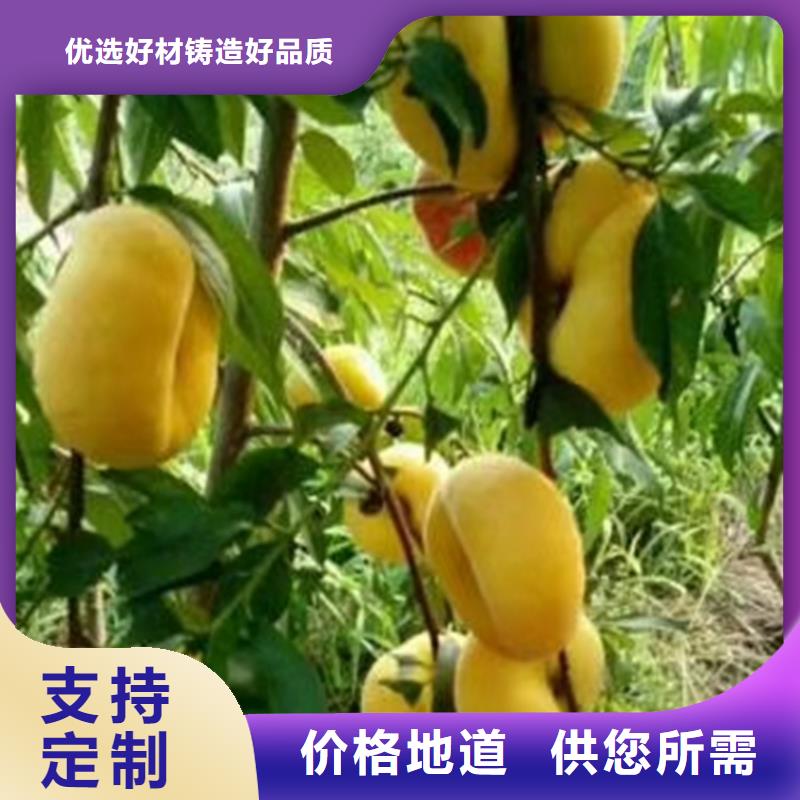 桃花椒苗多年厂家可靠