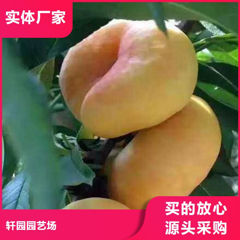 桃苹果苗源头工厂
