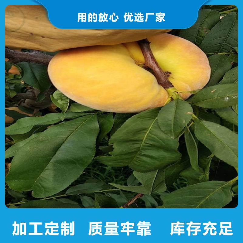 桃花椒苗多年厂家可靠