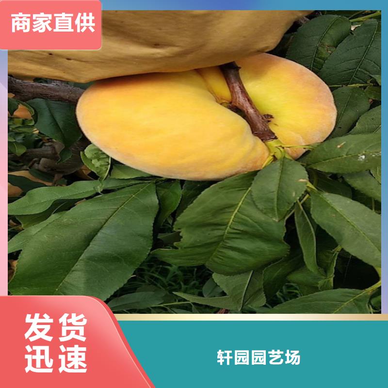 |万安|峡江|新余|上饶|宜春|九江|萍乡|抚州|景德镇轩园【桃】_樱桃苗发货及时