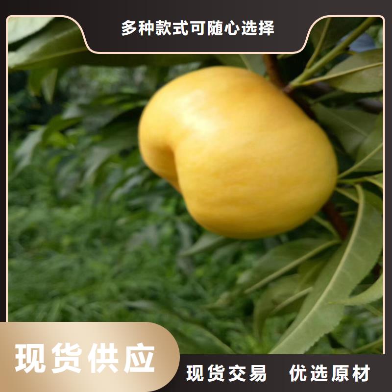 桃桃树苗生产经验丰富