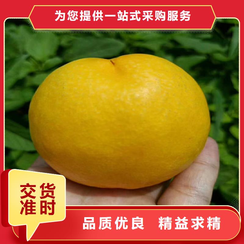 【桃】-蓝莓苗库存丰富同城供应商