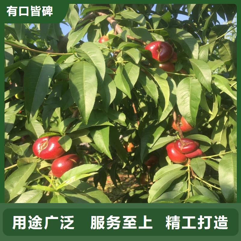 【桃】-蓝莓苗库存丰富同城供应商