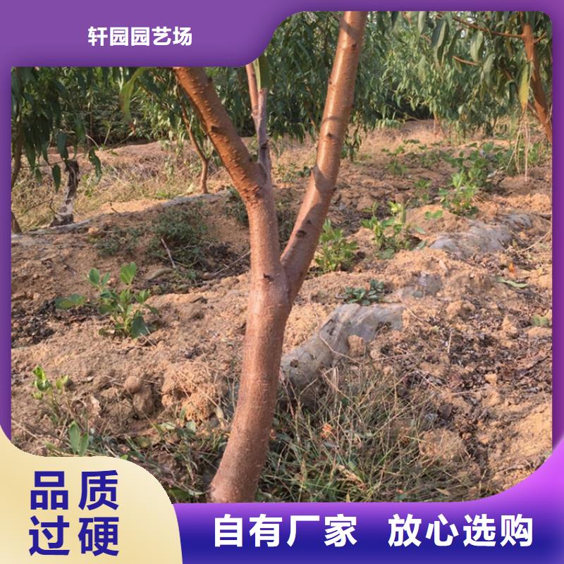 桃无花果苗放心得选择