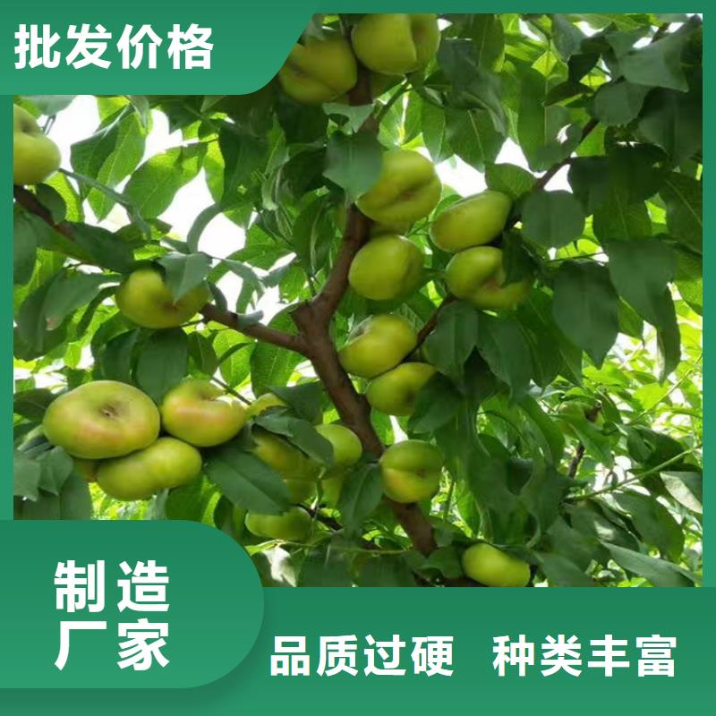 【桃】无花果苗现货销售