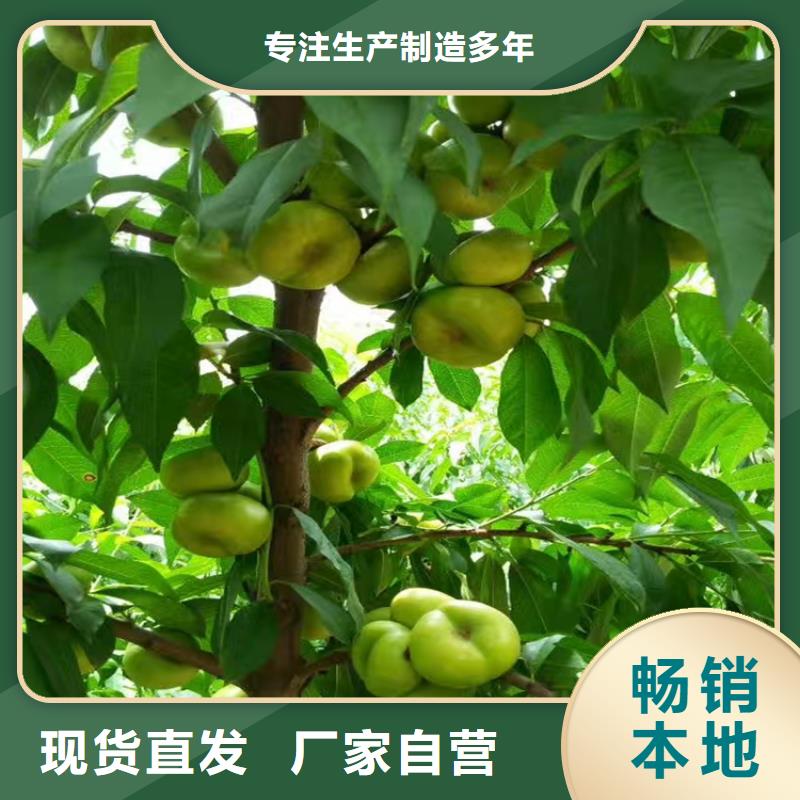 桃_红颜草莓快速生产