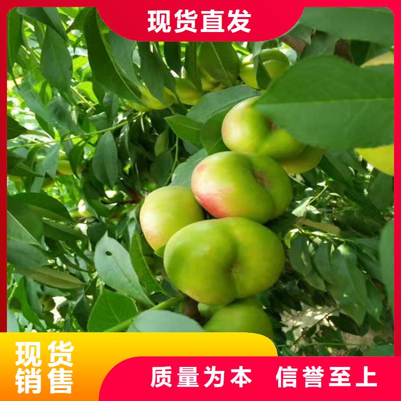 【桃】-蓝莓苗库存丰富同城供应商