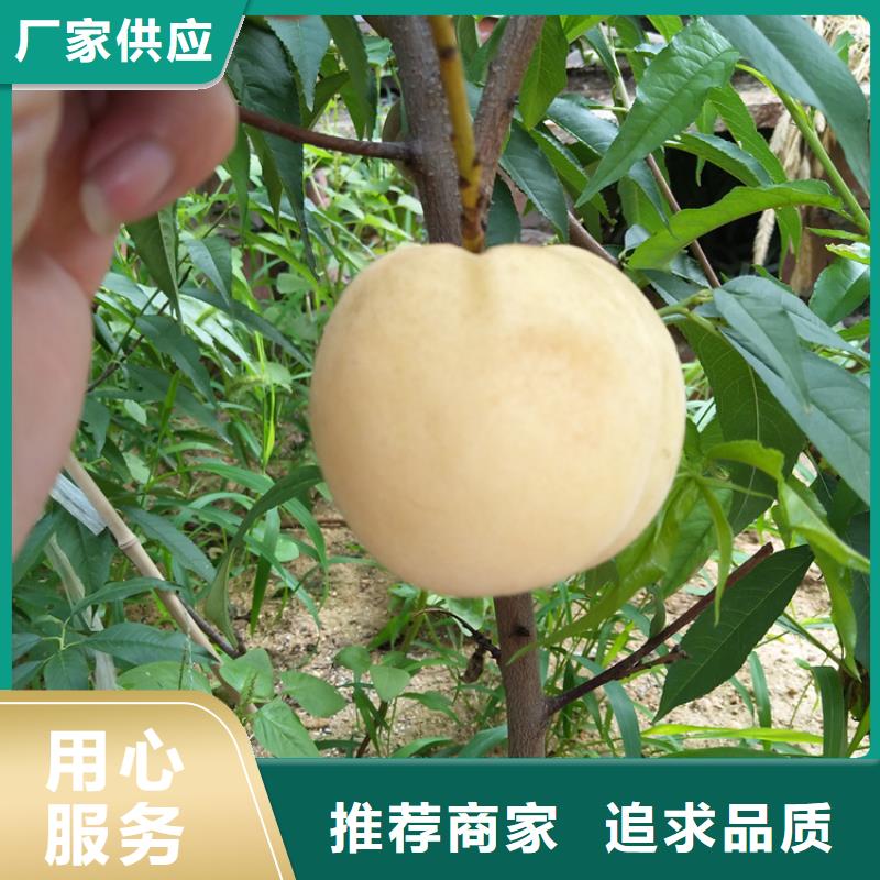 桃无花果苗放心得选择