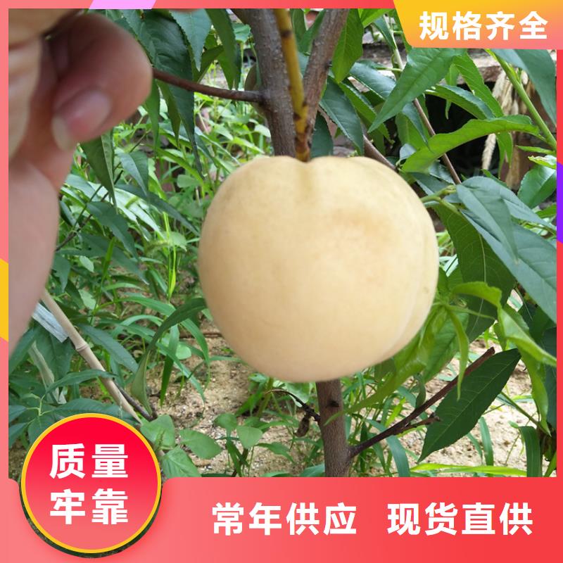 【桃】-蓝莓苗库存丰富同城供应商