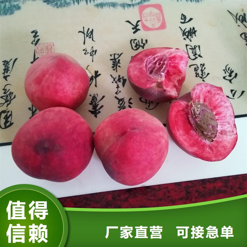 桃_红颜草莓快速生产