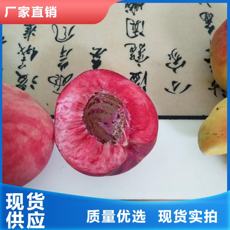 桃桃树苗生产经验丰富