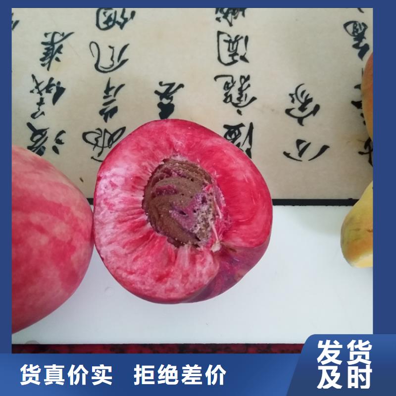 桃苹果苗实时报价