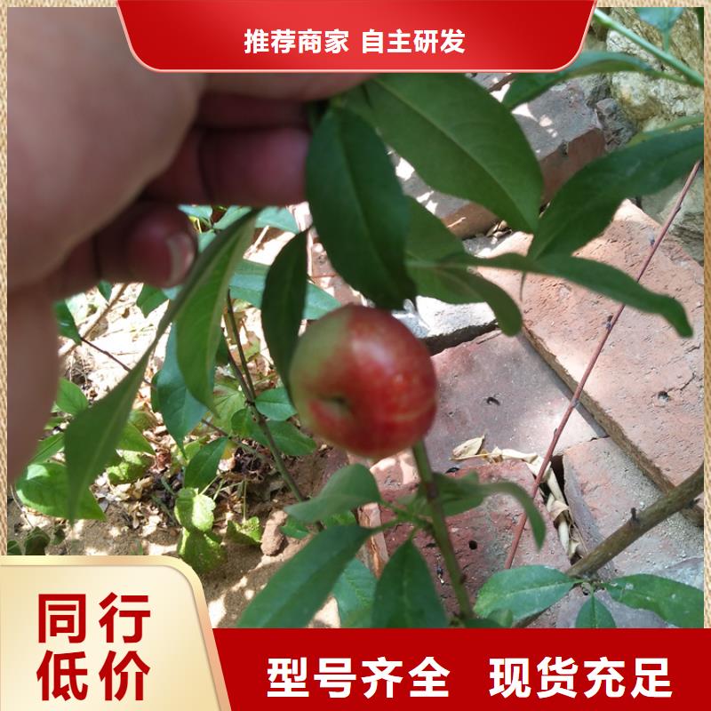桃_红颜草莓快速生产