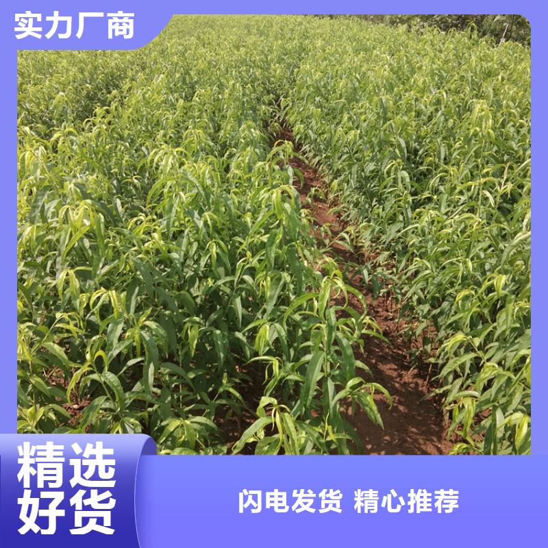 |万安|峡江|新余|上饶|宜春|九江|萍乡|抚州|景德镇轩园【桃】_樱桃苗发货及时
