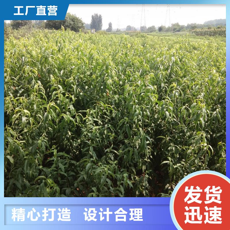 桃桃树苗生产经验丰富