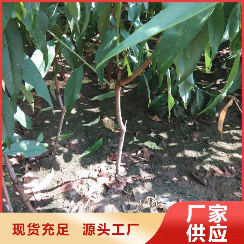 桃,樱桃苗质检合格发货