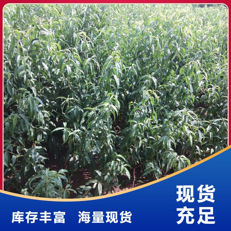 桃无花果苗放心得选择