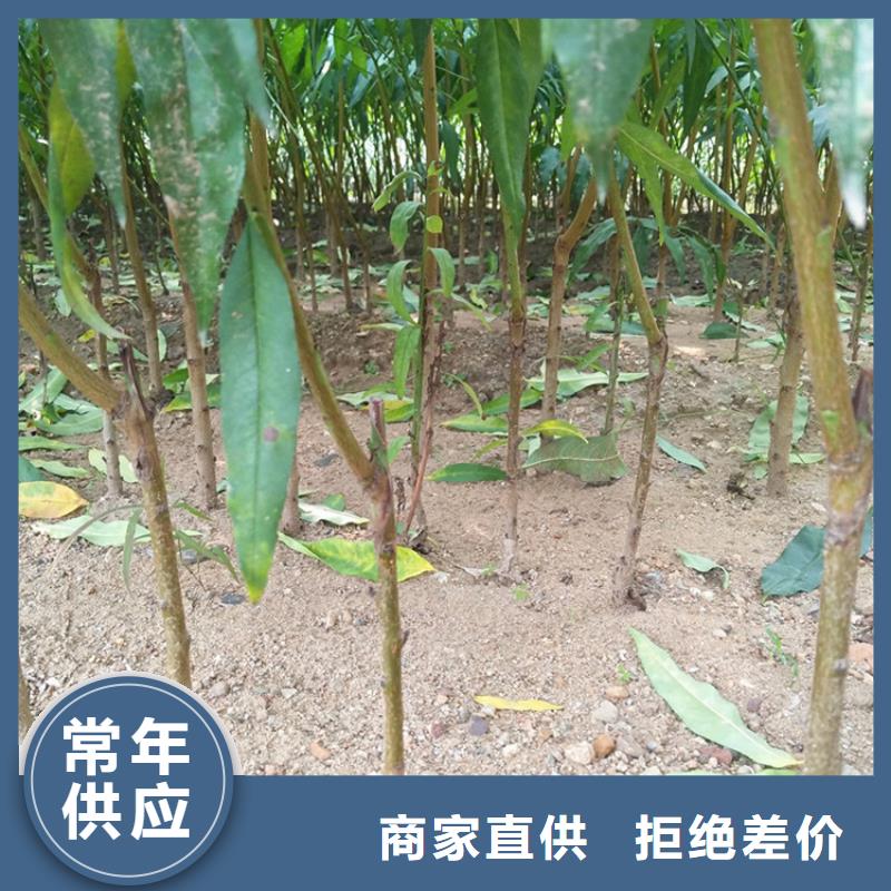 【桃】无花果苗现货销售