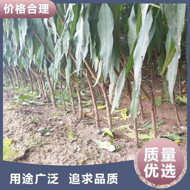 【桃_葡萄苗欢迎来电咨询】