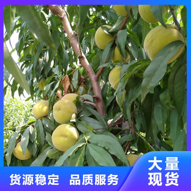 桃桃树苗生产经验丰富