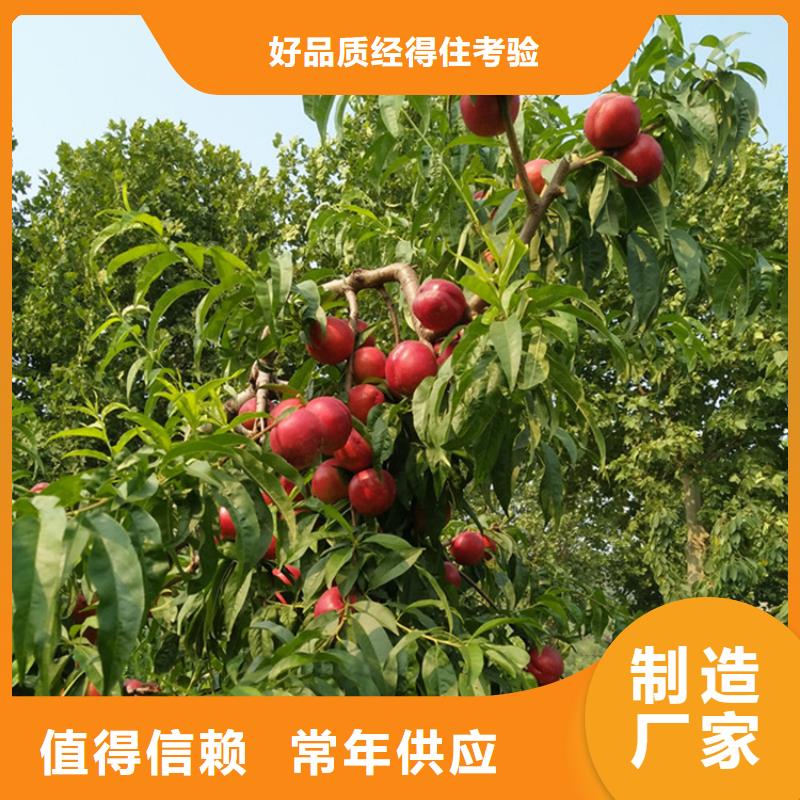 【桃】-蓝莓苗库存丰富同城供应商