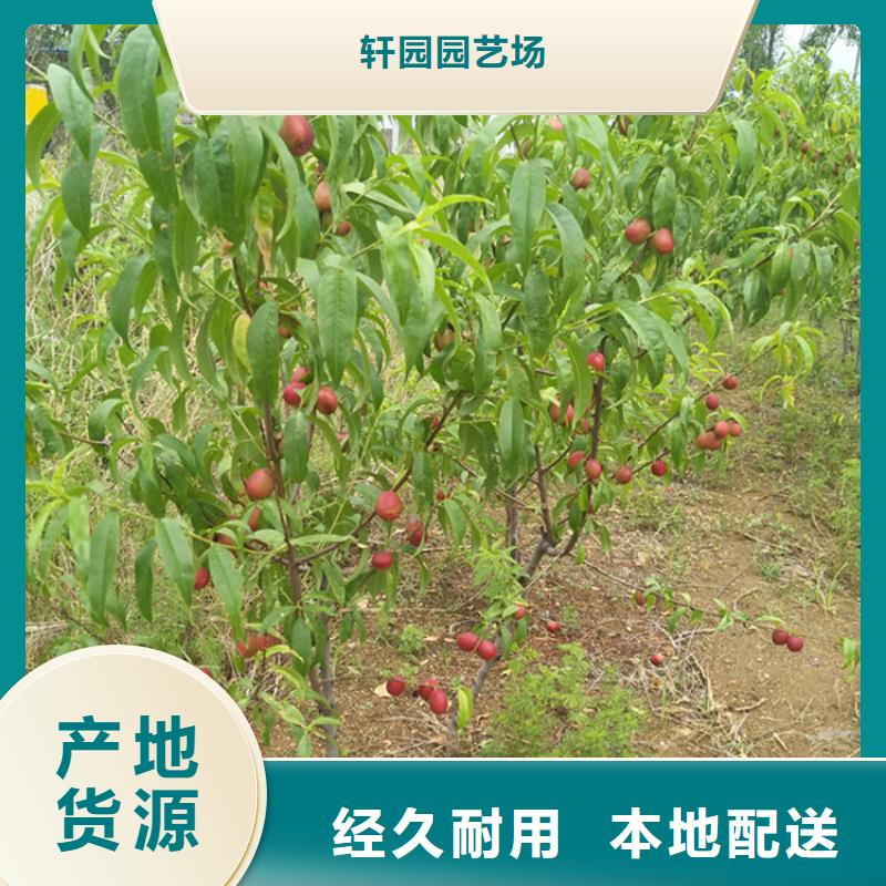 桃_红颜草莓快速生产