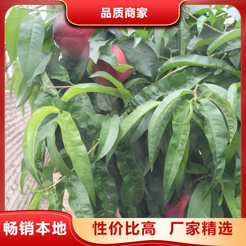 桃_【红颜草莓】精品选购