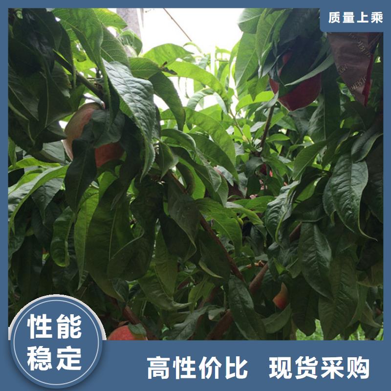 |滦南|丰润|张家口|邯郸|秦皇岛|承德|廊坊|邢台|保定轩园【 桃 杏树苗经验丰富品质可靠】