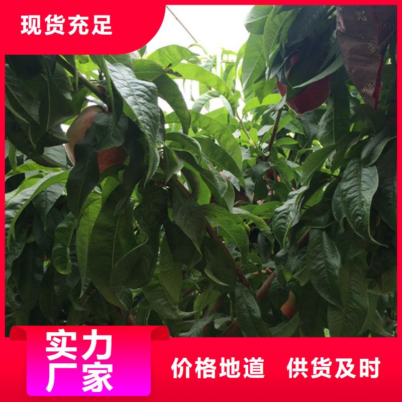 |万安|峡江|新余|上饶|宜春|九江|萍乡|抚州|景德镇轩园【桃】_樱桃苗发货及时