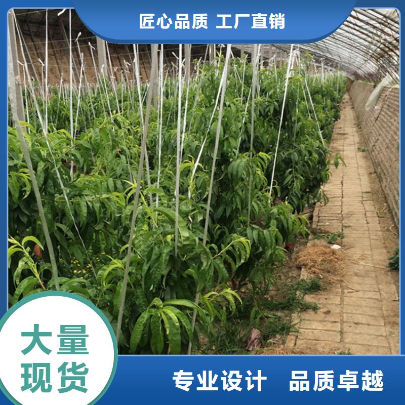 宁波批发桃-苹果苗精致工艺