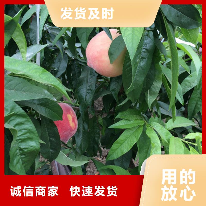 桃,樱桃苗质检合格发货
