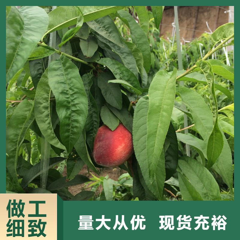 桃苹果苗源头工厂