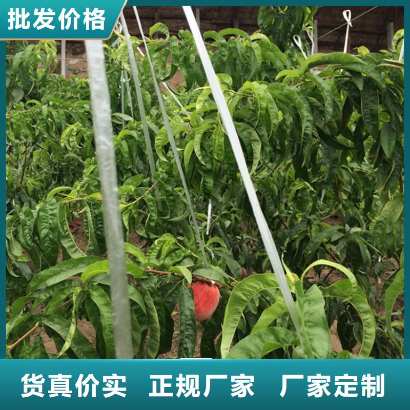桃奶油草莓量大从优
