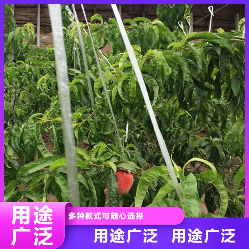 桃梨树苗满足您多种采购需求