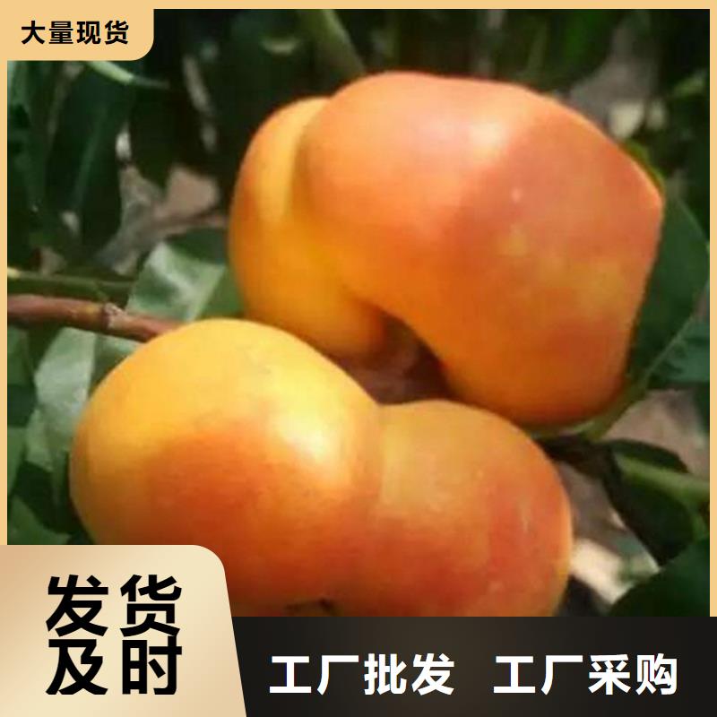 桃黄瓜苗支持批发零售