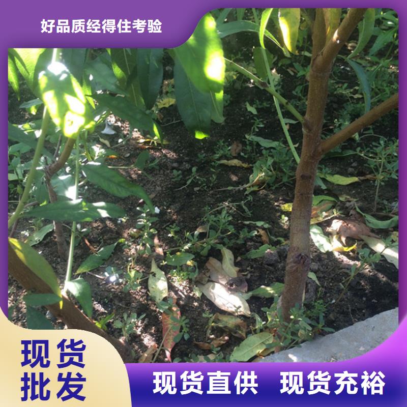 【桃】-蓝莓苗库存丰富同城供应商