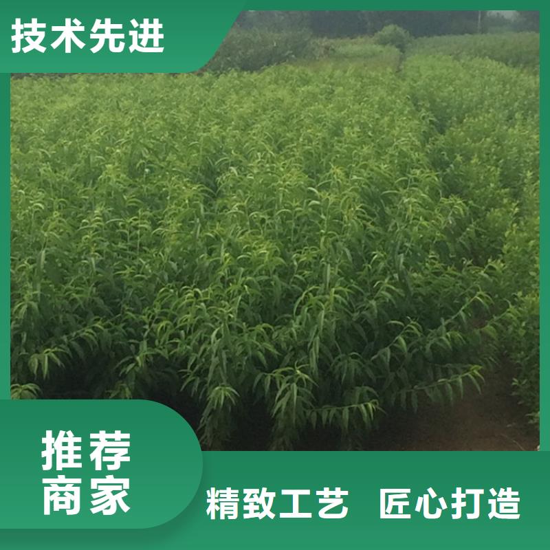 桃黄瓜苗支持批发零售