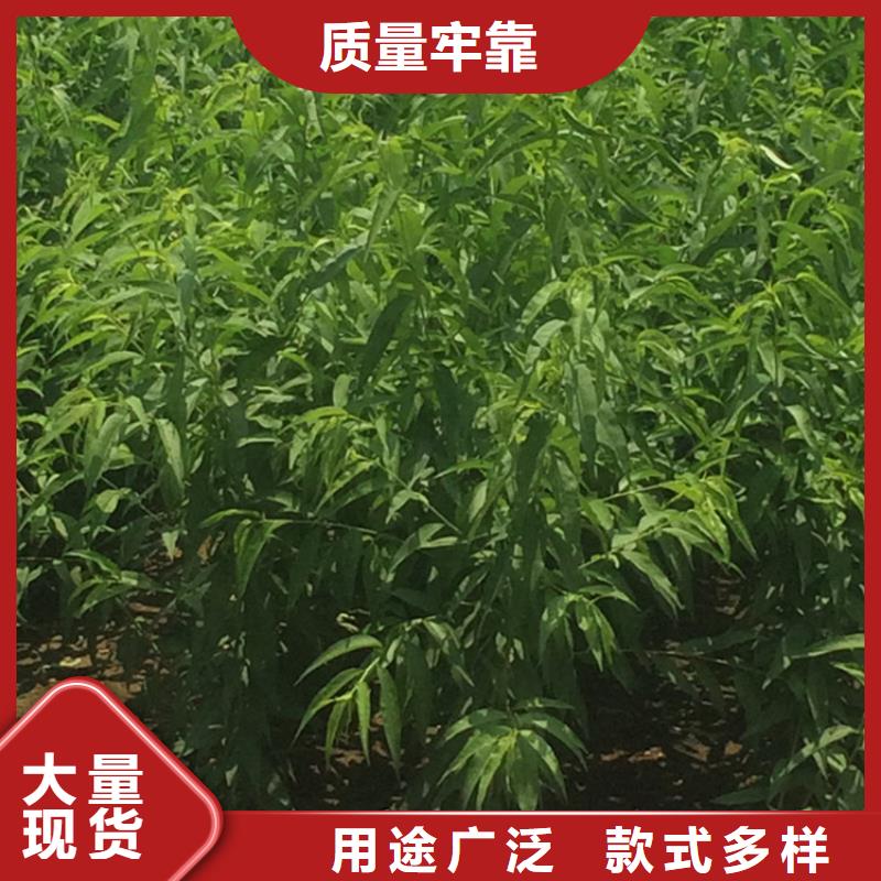 桃苹果苗实时报价