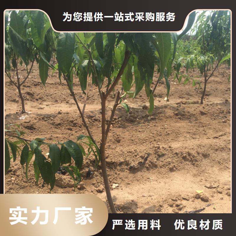 |万安|峡江|新余|上饶|宜春|九江|萍乡|抚州|景德镇轩园【桃】_樱桃苗发货及时