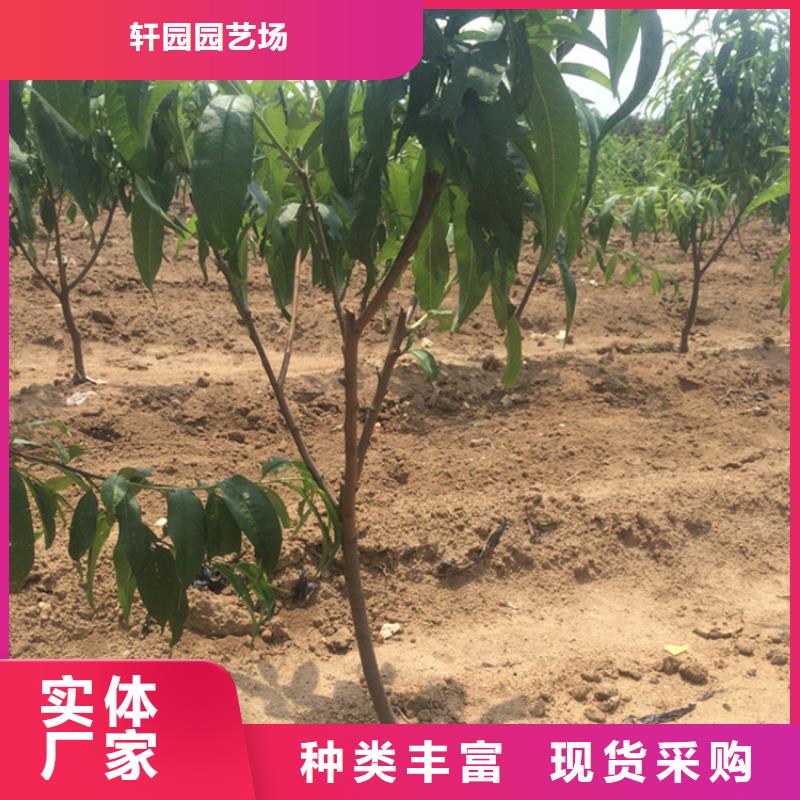 |滦南|丰润|张家口|邯郸|秦皇岛|承德|廊坊|邢台|保定轩园【 桃 杏树苗经验丰富品质可靠】