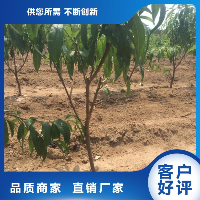 桃奶油草莓量大从优
