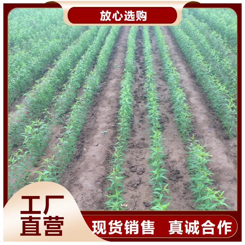 桃桃树苗生产经验丰富