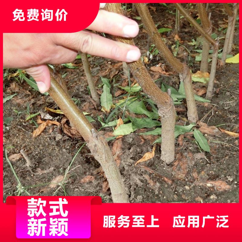 桃梨树苗满足您多种采购需求