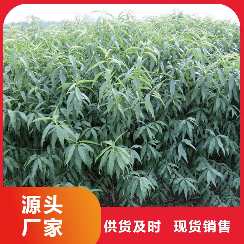 桃苹果苗源头工厂