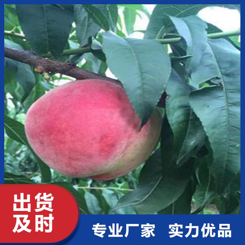 |万安|峡江|新余|上饶|宜春|九江|萍乡|抚州|景德镇轩园【桃】_樱桃苗发货及时