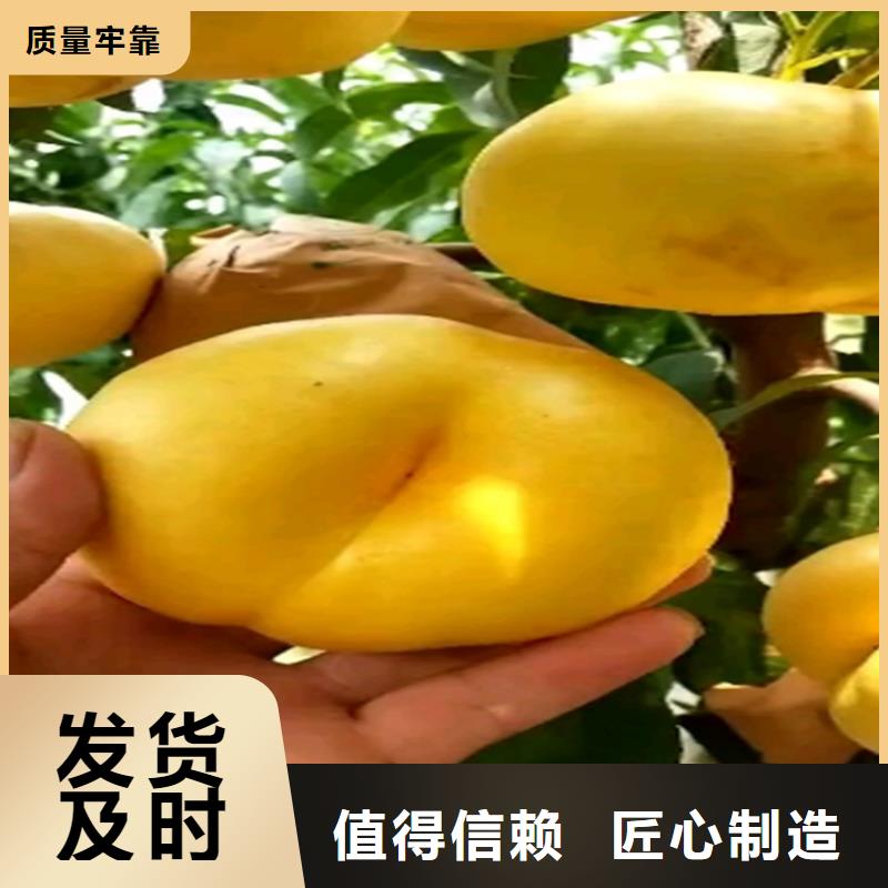 桃,樱桃苗质检合格发货