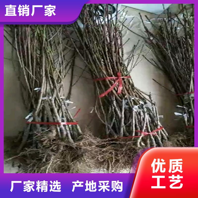 桃苹果苗实时报价