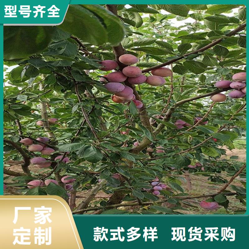 【李子】,桃树苗产品参数覆盖范围含|雨城|荥经|攀枝花|甘孜|宜宾|巴中|自贡|泸州|阿坝