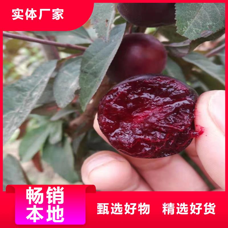 【李子】梨树苗高品质诚信厂家
