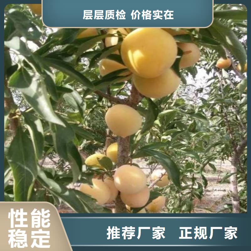 李子苹果苗库存齐全厂家直供